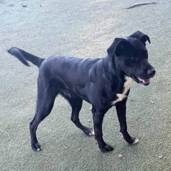 Chips -  Black Labrador Retriever Dog for Adoption in Birmingham, Alabama - Chips | PetCurious