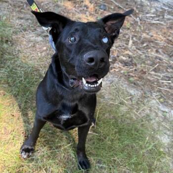 Chuck 22723 -  German Shepherd Dog and Mixed Breed Dog for Adoption in Cumming, Georgia - Chuck 22723 | PetCurious