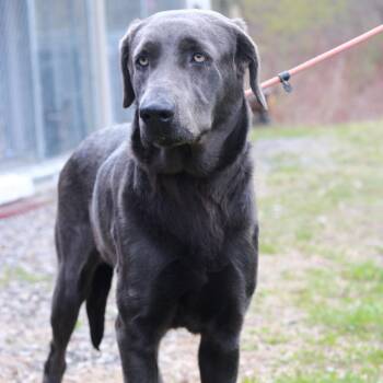 Labrador Retriever and Mixed Breed Dogs Available for Adoption in Eastford, Connecticut - CT Bella | PetCurious