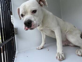 American Bulldog Dogs Available for Adoption in Houston, Texas - A656666 | PetCurious