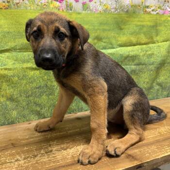 Jessica -  Shepherd and Labrador Retriever Dog for Adoption in Normal, Illinois - Jessica | PetCurious