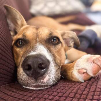 Mixed Breed Dogs Available for Adoption in Lindenhurst, New York - San | PetCurious