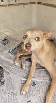 Hanzelka BR-T -  Chihuahua Dog for Adoption in Missouri City, Texas - Hanzelka BR-T | PetCurious