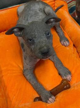 Bubbles, Blossom and Buttercup -  Pit Bull Terrier Dog for Adoption in Lincoln, California - Bubbles, Blossom And Buttercup | PetCurious