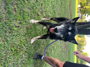 Samantha -  German Shepherd Dog Dog for Adoption in Zimmerman, Minnesota - Samantha | PetCurious