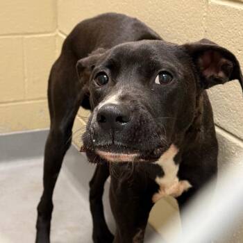 Mixed Breed Dogs Available for Adoption - 02/14/2026-stray-ManchesterExpressway-1 | PetCurious