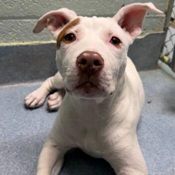 Rosette -  Pit Bull Terrier Dog for Adoption in East Hanover, New Jersey - Rosette | PetCurious