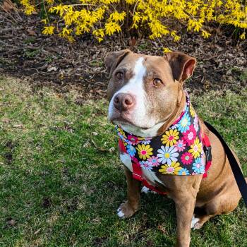 Rescue Pit Bull Terrier Dogs for Adoption in Peotone, Illinois - Jolene | PetCurious