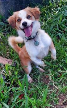 Corgi and Pomeranian Dogs Available for Adoption in Albion, New York - Sidney | PetCurious