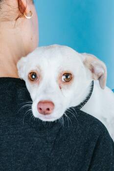 Chihuahua and Mixed Breed Dogs Available for Adoption in Minneapolis, Minnesota - Jackson | PetCurious