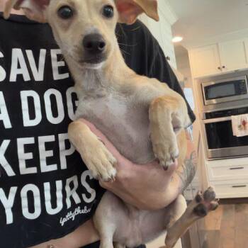 Chihuahua and Dachshund Dogs Available for Adoption in Visalia, California - Stan | PetCurious