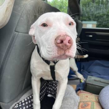 Pit Bull Terrier Dogs Available for Adoption in Salisbury, North Carolina - Flower | PetCurious