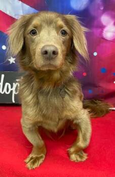 Rescue Dachshund Dogs for Adoption in Shreveport, Louisiana - Hobbs | PetCurious
