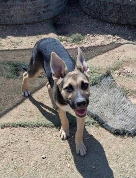 Atlas -  German Shepherd Dog Dog for Adoption in Suamico, Wisconsin - Atlas | PetCurious