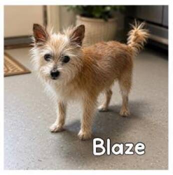 Blaze -  Yorkshire Terrier Dog for Adoption - Blaze | PetCurious