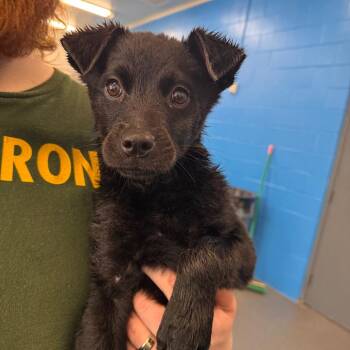 Black Labrador Retriever Dogs Available for Adoption - Annie | PetCurious