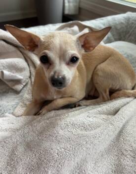 Drakie -  Chihuahua Dog for Adoption in Aurora, Illinois - Drakie | PetCurious
