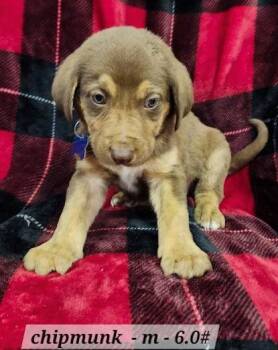 Australian Shepherd Dogs Available for Adoption - Chipmunk | PetCurious