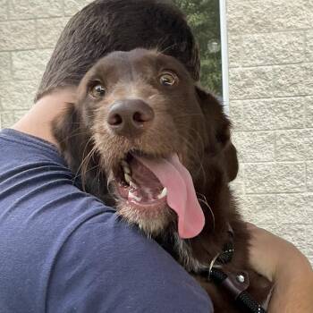 Riggs -  Chocolate Labrador Retriever Dog for Adoption in Belleville, Illinois - Riggs | PetCurious
