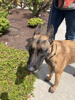 Zillah -  Belgian Shepherd Malinois Dog for Adoption in Imlay City, Michigan - Zillah | PetCurious
