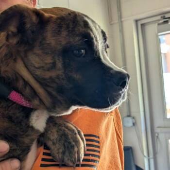 Puma -  Mixed Breed Dog Available for Adoption in Fairport, New York - Puma | PetCurious