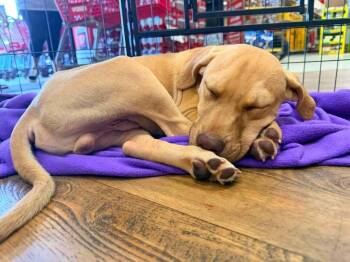 Hermey -  Staffordshire Bull Terrier Dog for Adoption in Troy, Alabama - Hermey | PetCurious