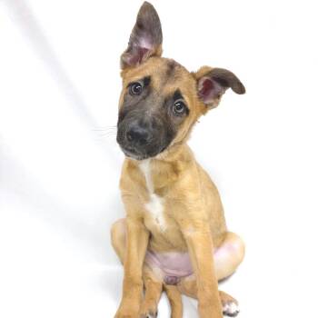 Black Mouth Cur Dogs Available for Adoption - 284 (2026) Lala | PetCurious