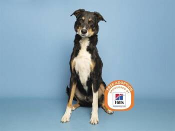 ZUES -  Border Collie and Mixed Breed Dog for Adoption in Phoenix, Arizona - ZUES | PetCurious