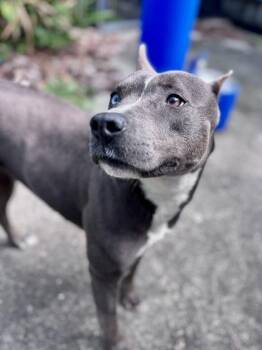 Mixed Breed Dogs Available for Adoption - Skye | PetCurious