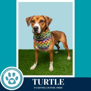 Boxer Dogs Available for Adoption in Kimberton, Pennsylvania - Turtle 041126 | PetCurious