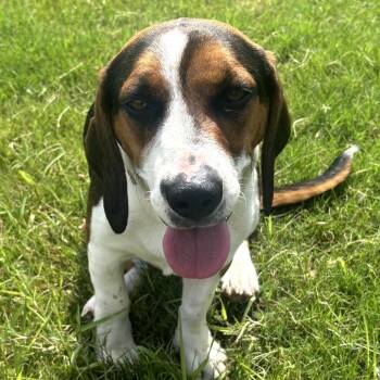 Bella Baby -  Beagle and Basset Hound Dog for Adoption in Brownsboro, Alabama - Bella Baby | PetCurious