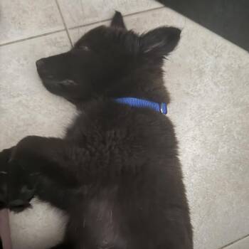 Fawn -  Australian Shepherd and Mixed Breed Dog for Adoption in Pinellas Park, Florida - Fawn | PetCurious