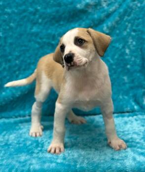 Pit Bull Terrier Dogs Available for Adoption in Little Elm, Texas - Pigpen | PetCurious