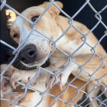 Loki -  Yellow Labrador Retriever and Black Mouth Cur Dog for Adoption in Austin, Texas - Loki | PetCurious