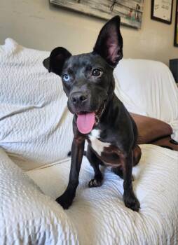 Rescue Basenji Dogs for Adoption in Blytheville, Arkansas - Stevie | PetCurious