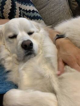 Rescue Great Pyrenees Dogs for Adoption in Quinlan, Texas - Icey Roo AKA Buddy DFW | PetCurious