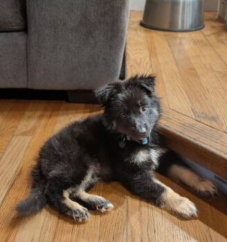 German Shepherd Dog Dogs Available for Adoption - Hazel (Shepherd 3) | PetCurious