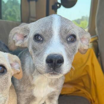 Labrador Retriever and Mixed Breed Dogs Available for Adoption in Marshall, Texas - Coon | PetCurious