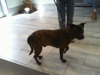 Labrador Retriever Dogs Available for Adoption - KANE | PetCurious