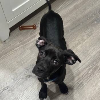 Pinecone -  Feist and Black Labrador Retriever Dog for Adoption - Pinecone | PetCurious