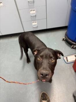 Rescue Mixed Breed Dogs for Adoption in Walla Walla, Washington - Hocus | PetCurious