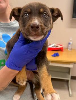 Husky and Mixed Breed Dogs Available for Adoption - Sneezy | PetCurious