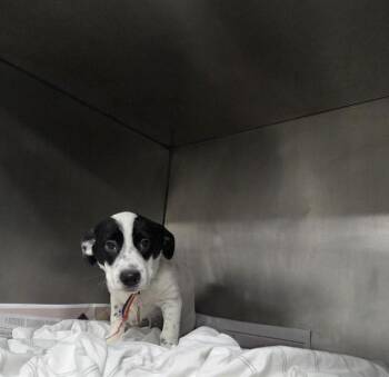 TELETUBBIE -  Parson Russell Terrier and Mixed Breed Dog for Adoption in St. Louis, Missouri - TELETUBBIE | PetCurious