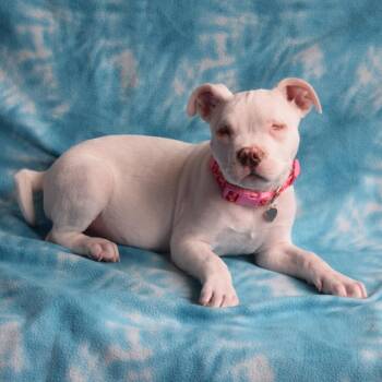 Amelia -  Australian Cattle Dog Blue Heeler and Mixed Breed Dog for Adoption in Eureka, California - Amelia | PetCurious
