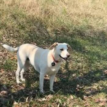 Rescue Beagle Dogs for Adoption in Seth, West Virginia - JoJo | PetCurious