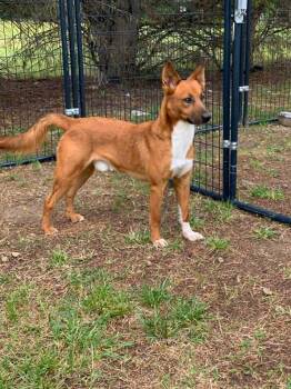 Shepherd Dogs Available for Adoption in Douglas, Massachusetts - Jojo | PetCurious