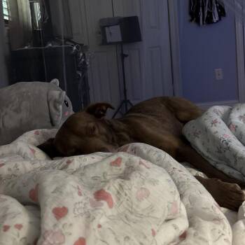 Mikey -  Chocolate Labrador Retriever and Mixed Breed Dog for Adoption in Abbotsford, British Columbia - Mikey | PetCurious