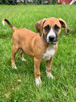 Lily Lou -  Mixed Breed Dog for Adoption in Clinton, Wisconsin - Lily Lou | PetCurious