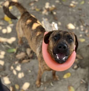 Rescue Boxer and Labrador Retriever Dogs for Adoption in El Segundo, California - Romeo | PetCurious