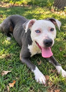 Oakley -  Pit Bull Terrier Dog for Adoption in Winfield, Kansas - Oakley | PetCurious